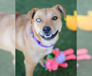 Australian Shepherd Dogs for adoption in Petaluma, CA, USA