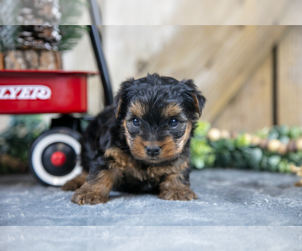 Medium Photo #13 Yorkshire Terrier Puppy For Sale in GREENWICH, OH, USA