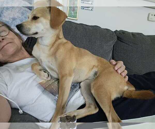 Medium Photo #4 Beagle-Unknown Mix Puppy For Sale in Springdale, PA, USA