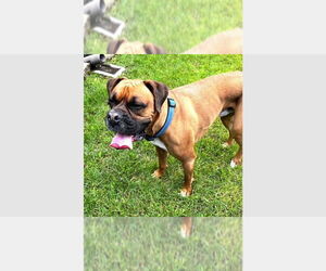 Boxer Dogs for adoption in Austin, TX, USA