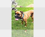 Small Boxer