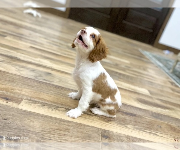 Medium Photo #2 Cavalier King Charles Spaniel Puppy For Sale in JACKSON, OH, USA