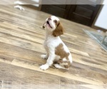 Small #1 Cavalier King Charles Spaniel