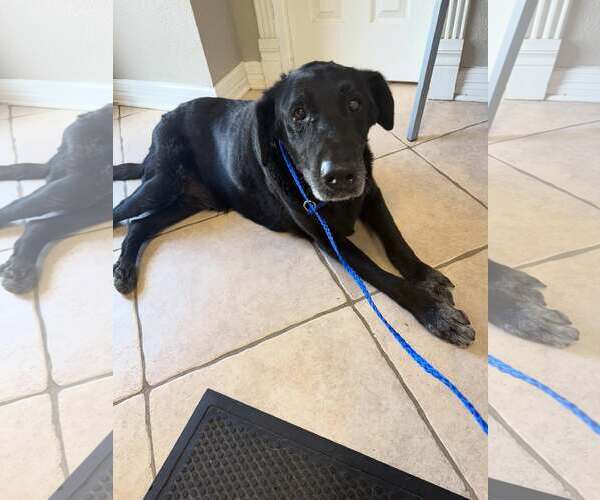 Medium Photo #1 Labrador Retriever Puppy For Sale in Houston, TX, USA