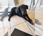 Small Labrador Retriever