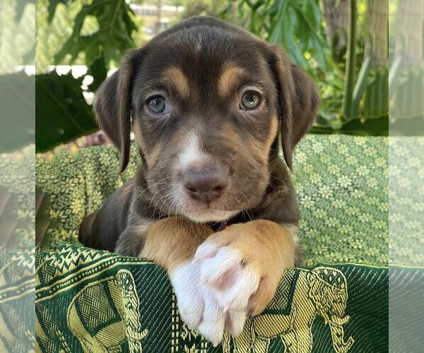 Medium Photo #5 Mutt Puppy For Sale in San Diego, CA, USA
