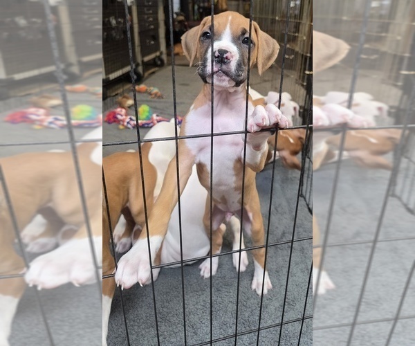Medium Photo #6 Boxer Puppy For Sale in BROOKSVILLE, FL, USA