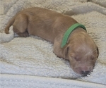 Puppy Green Golden Irish-Golden Retriever Mix