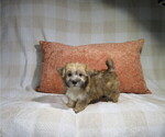 Litter of 3 - Male MorkieLitter of Puppies for Sale - Photo #3