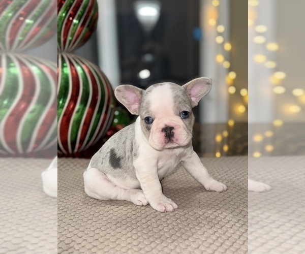 Medium Photo #84 French Bulldog Puppy For Sale in HILTON, NY, USA