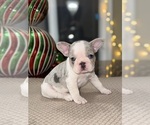 Small Photo #1 French Bulldog Puppy For Sale in HILTON, NY, USA