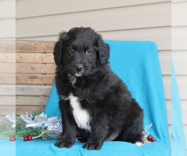Medium Photo #1 Australian Shepherd-Goldendoodle Mix Puppy For Sale in HOLTWOOD, PA, USA