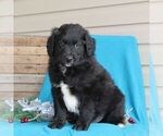Small Photo #1 Australian Shepherd-Goldendoodle Mix Puppy For Sale in HOLTWOOD, PA, USA