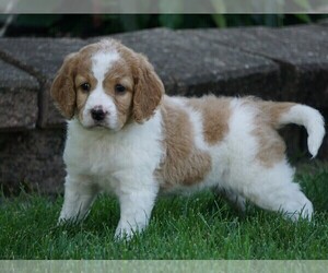 Goldendoodle-Poodle (Miniature) Mix Puppy for sale in FREDERICKSBG, OH, USA