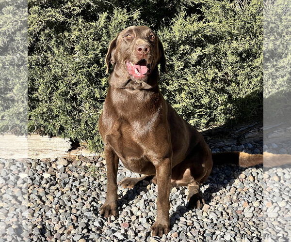 Medium Photo #3 Chocolate Labrador retriever-Unknown Mix Puppy For Sale in Albuquerque, NM, USA