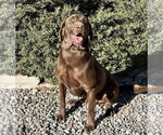 Small #2 Chocolate Labrador retriever Mix