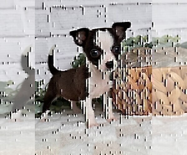 Medium Photo #15 Chihuahua Puppy For Sale in TAMPA, FL, USA