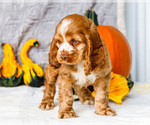 Small Photo #5 Cocker Spaniel Puppy For Sale in WAKARUSA, IN, USA