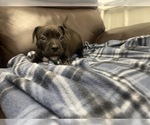 Small Photo #53 American Bully Puppy For Sale in REESEVILLE, WI, USA