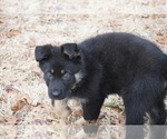 Small Photo #5 German Shepherd Dog Puppy For Sale in NOBLE, OK, USA