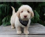 Small #4 Labradoodle
