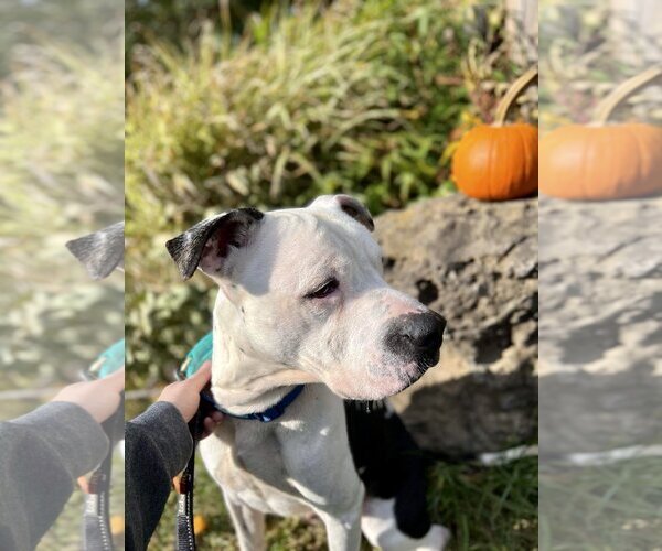 Medium Photo #5 American Staffordshire Terrier-Unknown Mix Puppy For Sale in Lockport, NY, USA