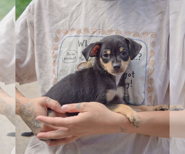 Medium Photo #2 Chipin Puppy For Sale in Huntley, IL, USA
