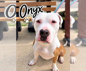 Bulldog-Unknown Mix Dogs for adoption in Jackson , NJ, USA