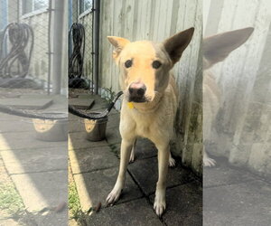 Carolina Dog-Unknown Mix Dogs for adoption in Houston, TX, USA