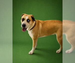 Labsky Dogs for adoption in Redlands, CA, USA