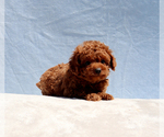 Small #1 Poodle (Toy)