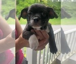 Small Photo #12 French Bullhuahua Puppy For Sale in SPRAGGS, PA, USA