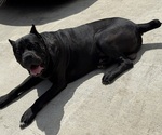 Small Photo #1 Cane Corso Puppy For Sale in PORTLAND, OR, USA