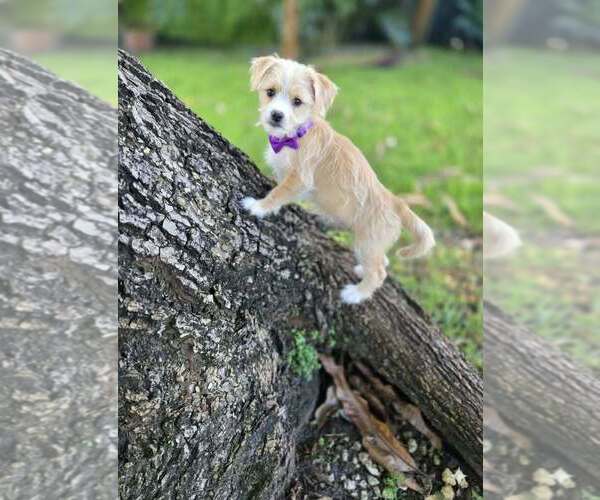 Medium Photo #6 Mal-Shi Puppy For Sale in Plantation, FL, USA
