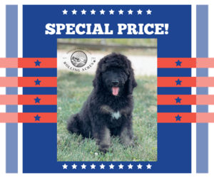 Goldendoodle Puppy for sale in MARYVILLE, MO, USA