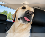Small #1 Labrador Retriever