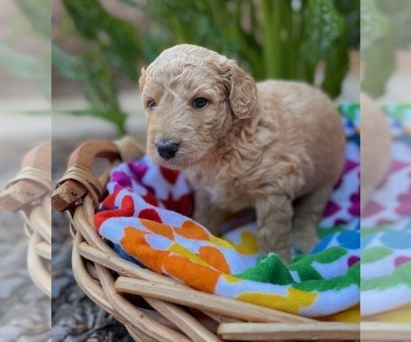 Medium Photo #9 Goldendoodle Puppy For Sale in CHAMPION, NC, USA