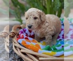 Small Photo #9 Goldendoodle Puppy For Sale in CHAMPION, NC, USA