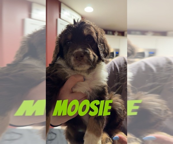 Medium Photo #1 Aussiedoodle-Bernedoodle Mix Puppy For Sale in LOGAN, OH, USA