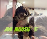 Puppy Mouse Aussiedoodle-Bernedoodle Mix