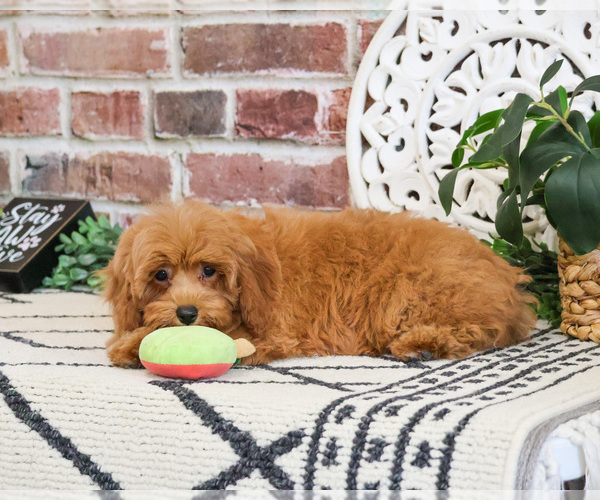 Medium Photo #1 Cavapoo (Miniature) Puppy For Sale in SYRACUSE, IN, USA