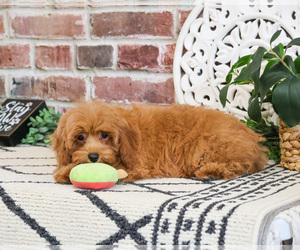 Cavapoo (Miniature) Puppy for sale in SYRACUSE, IN, USA