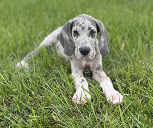 Medium Great Dane
