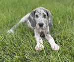Puppy Puppy 3 Great Dane