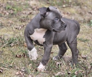 American Bully Puppy for sale in MAYS LANDING, NJ, USA