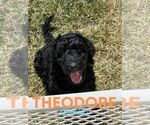 Small Photo #1 Goldendoodle Puppy For Sale in NORTH LIBERTY, IN, USA