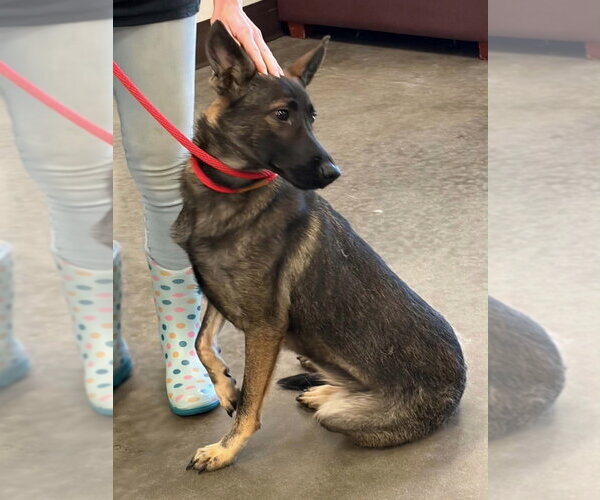 Medium Photo #8 German Shepherd Dog-Unknown Mix Puppy For Sale in Imlay City, MI, USA