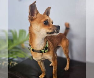 Chihuahua-Shiba Inu Mix Dogs for adoption in Los Angeles, CA, USA