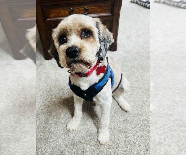 Medium Photo #1 Bichon Frise-Unknown Mix Puppy For Sale in Mundelein, IL, USA