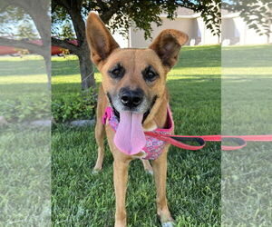 Labrador Retriever-Unknown Mix Dogs for adoption in LAKE ST LOUIS, MO, USA